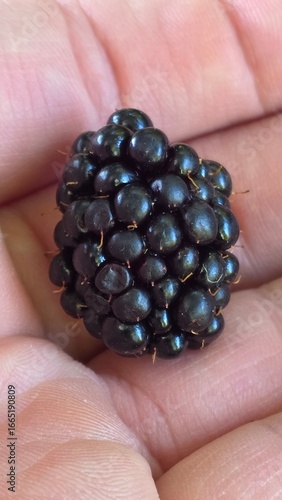 handful of blueberries