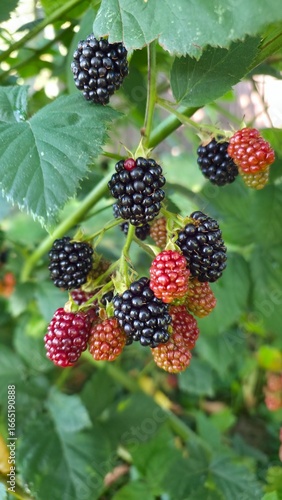 blackberry on the bush