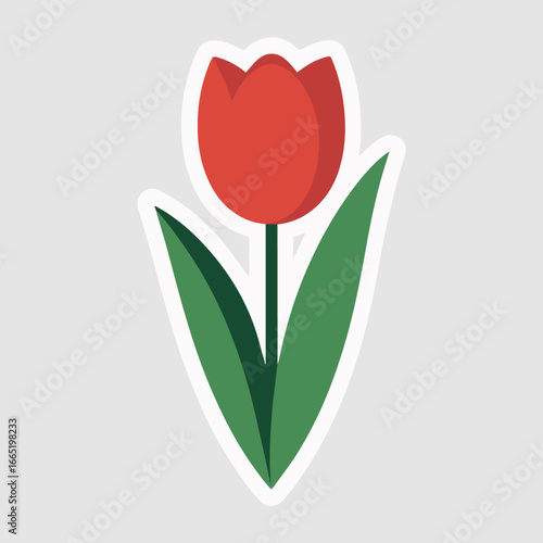 A simple red tulip flower with green leaves, a spring floral design element, isolated on a white background with outline sticker style for seasonal decoration