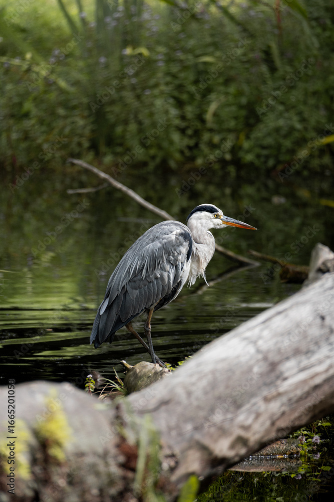 Fototapeta premium Grey Heron Czapla Siwa
