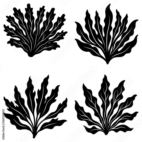 Four stylized seaweed clusters in black and white creating a natural marine aesthetic illustration