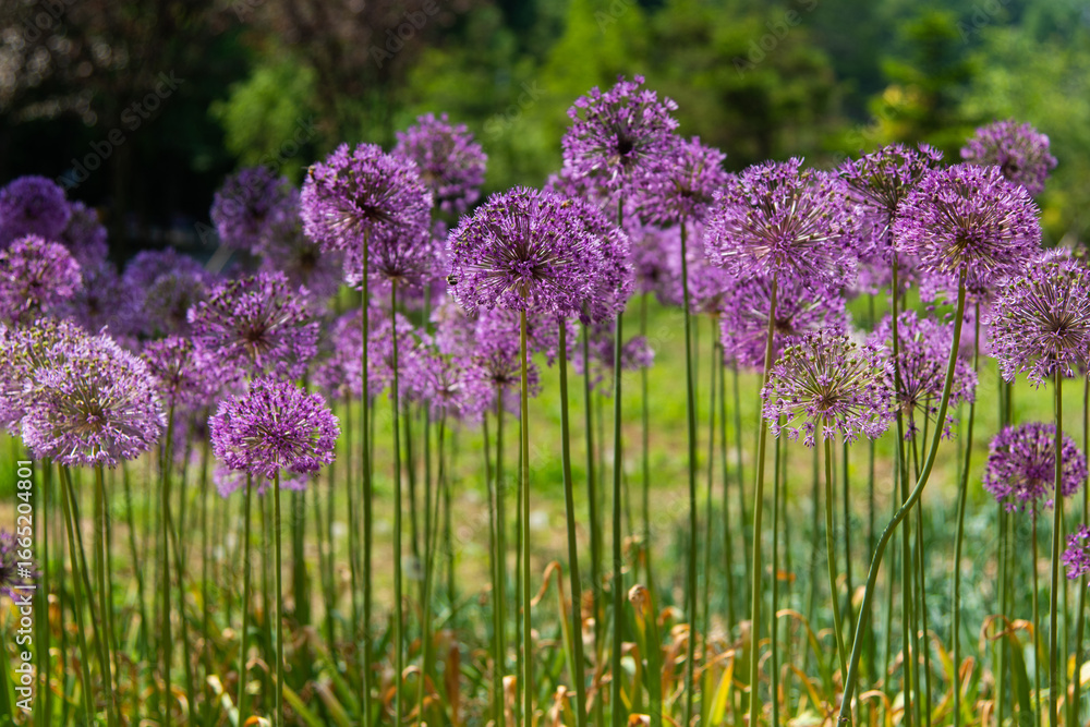 Obraz premium allium