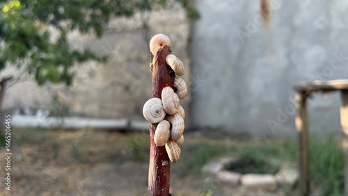 Podobny obraz