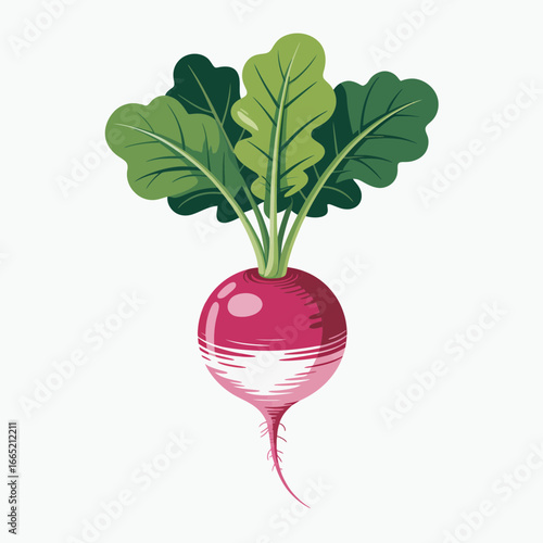 radish isolated on white