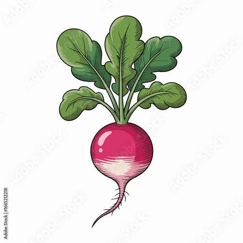 radish isolated on white