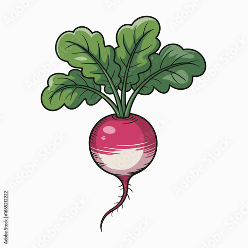 radish isolated on white