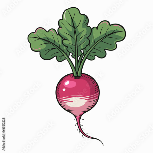 radish isolated on white