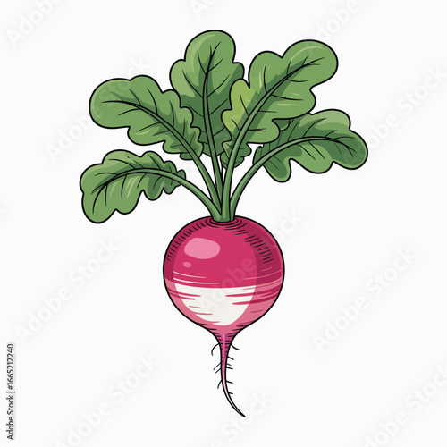 radish isolated on white