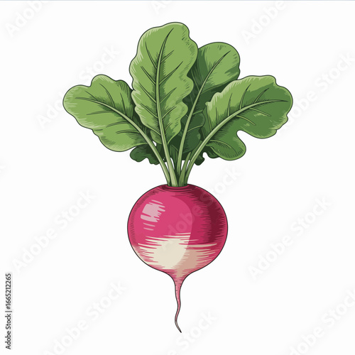radish isolated on white