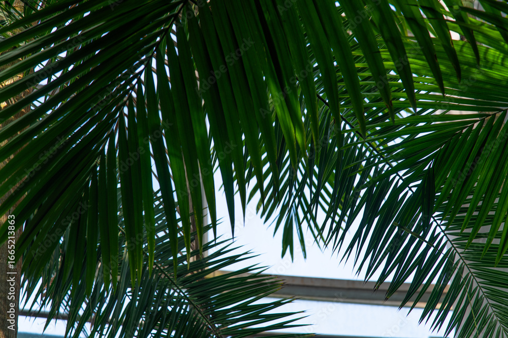 Fototapeta premium leaves of palm tree