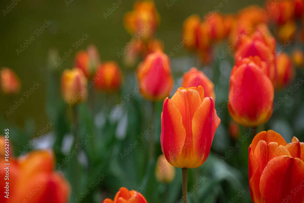Beautiful orange-yellow flower. Green grass. Beautiful orange-yellow flower. Green grass.