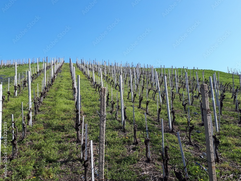 Fototapeta premium Weinreben vor blauem Himmel