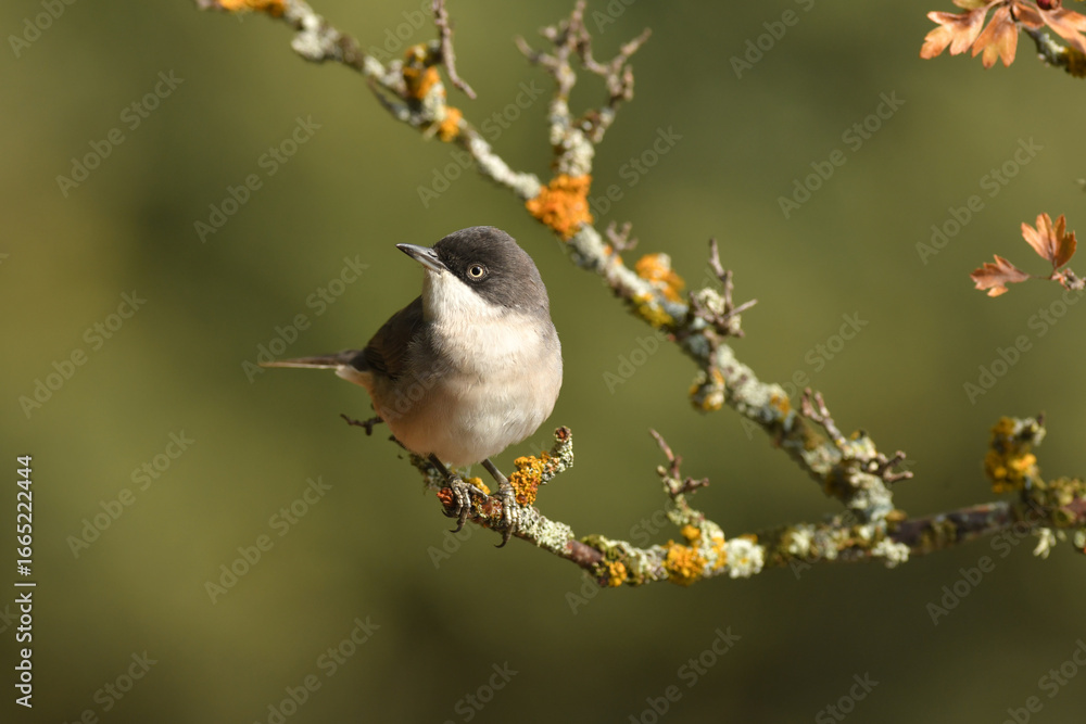 Fototapeta premium curruca mirlona en otoño