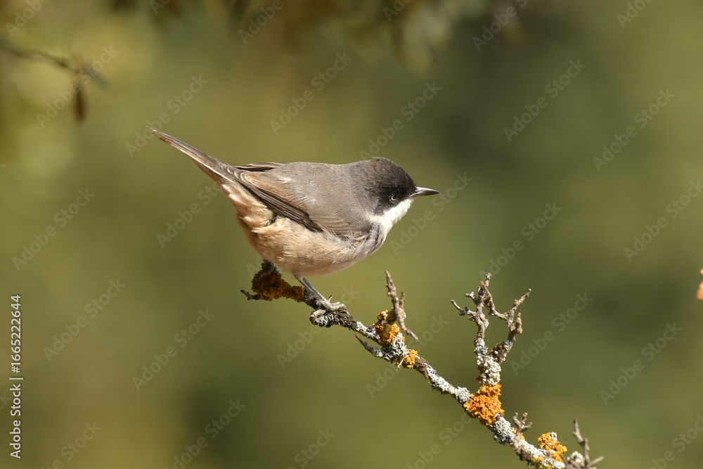 Naklejka premium curruca mirlona en otoño