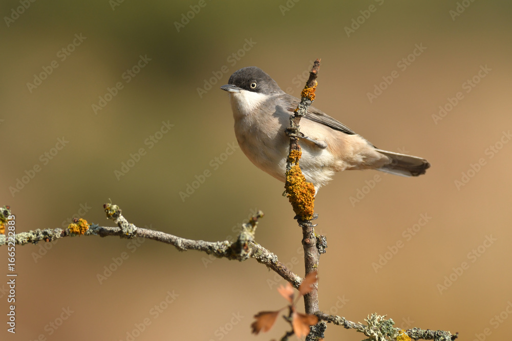 Fototapeta premium curruca mirlona en otoño