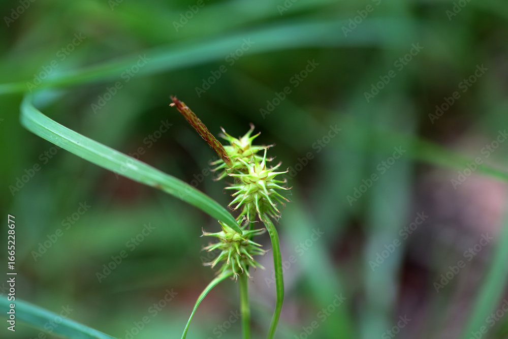 Fototapeta premium Hedgehog grass, Carex flava