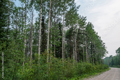 Among the Birch Trees, Canadian Forest
