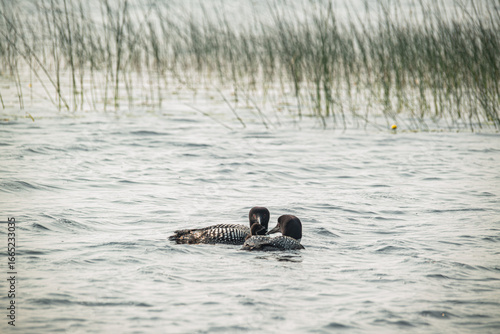 Loons in the wild, with their baby chick in the reeds