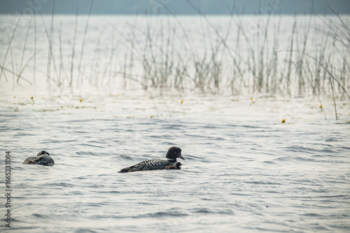 Loons in the wild, with their baby chick in the reeds