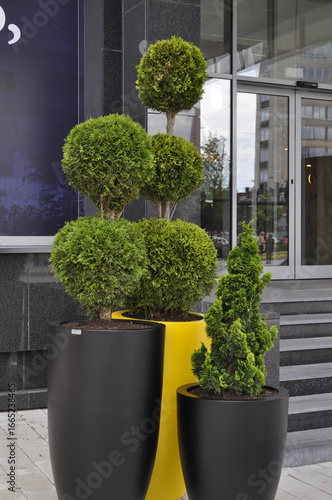 Green Plants in Pots on the Terrace of a Modern Office Building