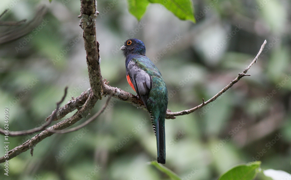 Fototapeta premium Varied trogon (surrucura) in the Pantanal of Mato Grosso