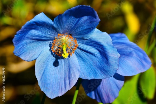Meconopsis betonicifolia (syn. Meconopsis baileyi), the Himalayan blue poppy - a species of flowering plant in the family Papaveraceae (found in the Himalayan regions of Nepal, Tibet and Myanmar)