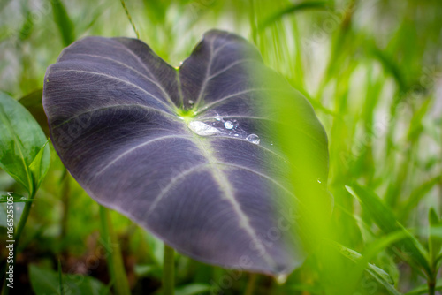 Water Droplets on the Taro leaves of the plant