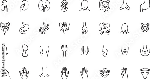 Anatomy and Organ Symbols – Thin Linear Medical Icon Set