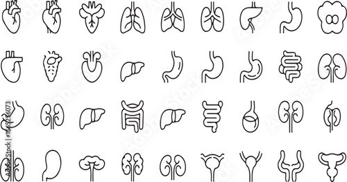 Anatomy & Internal Organs Outline Icon Collection – 40 Linear Medical Symbols