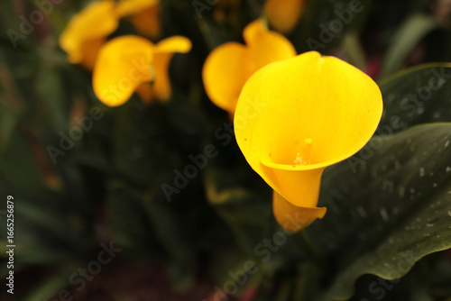 Several bright yellow blooming flowers on a picturesque green background