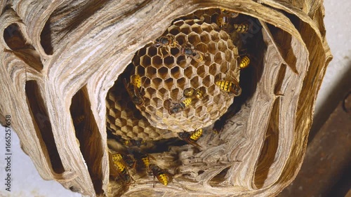 A big hornet's nest. close-up of a hornet building its nest, bottom view. active bald-faced hornets, wasps