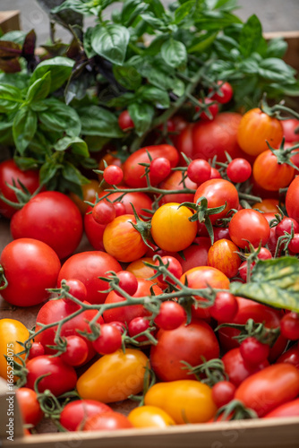 Wallpaper Mural Vielfältige Tomatenernte aus dem Sommergarten – bunte Cocktail-, Cherry- und Rispentomaten frisch geerntet Torontodigital.ca