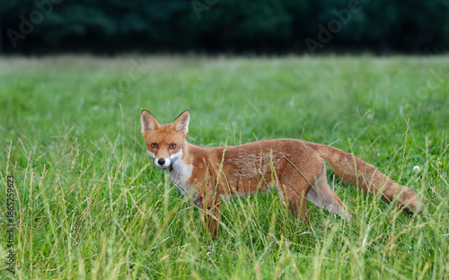 Close-up of a playful young red fox standing on green grass in a meadow