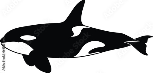 Black and White Killer Whale Vector, Isolated on White Background, Marine Life, Ocean Wildlife, Aquatic Animal, Orca Mammal