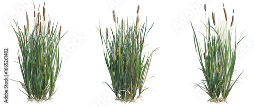 Fototapeta Naklejka Na Ścianę i Meble -  Telmatoblechnum indicum Tree cutout isolate on white background