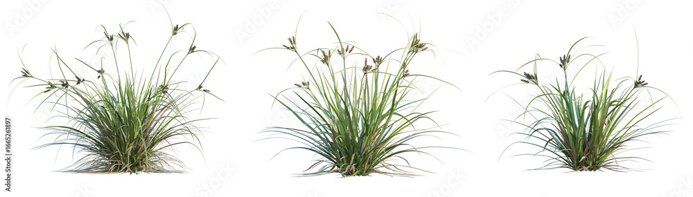 Fototapeta premium Cyperus ustulatus Tree cutout transparent background
