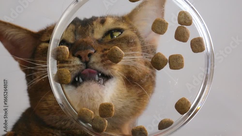 A hungry cat eats dry food from a glass bowl. Close-up from bottom to top, transparent bottom of a plate with food, interesting and unusual angle. The concept of advertising pet food