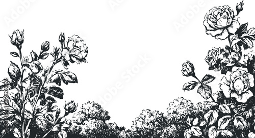 Ornate botanical drawing of rose blossoms and foliage in black and white