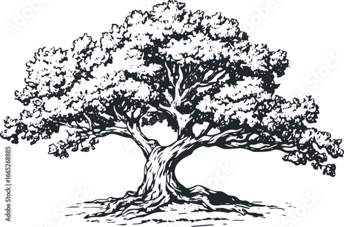 Black and white ink drawing of a large oak tree with extensive roots