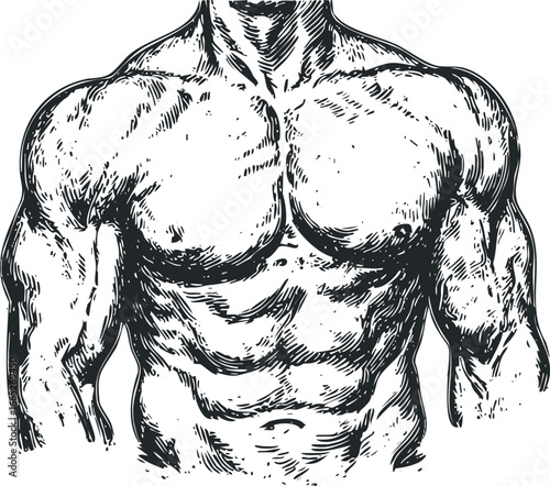 Line art rendering of muscular male chest and arms