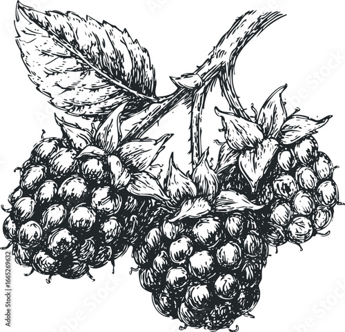 Hand-drawn sketch of ripe blackberries on a leafy vine