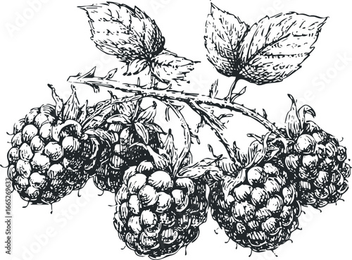 Detailed sketch of ripe raspberries with leaves on thorny branches