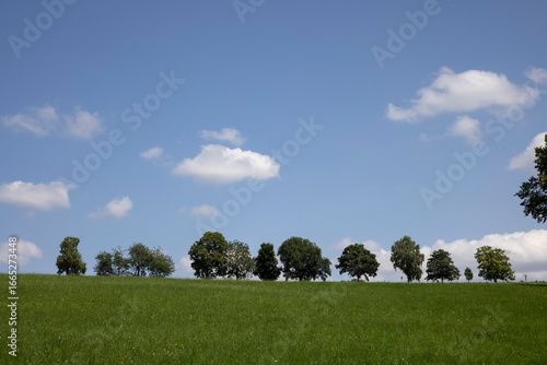 green field and blue sky with a row of trees