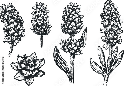 Black and white sketch of lavender flower buds and leaves