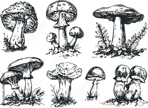 Collection of Various Mushroom Species with Gills and Stems