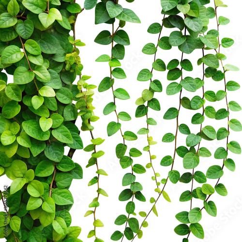 Creeping Fig Vines with Small Green Leaves on Transparent Background, Isolated Texture