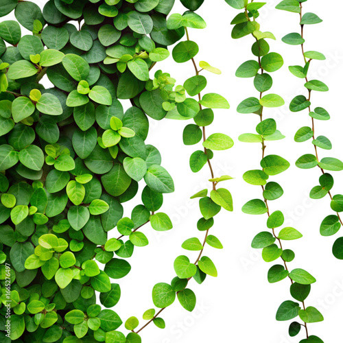Lush Green Creeping Fig Vines on Transparent Background, Climbing Wall Detail
