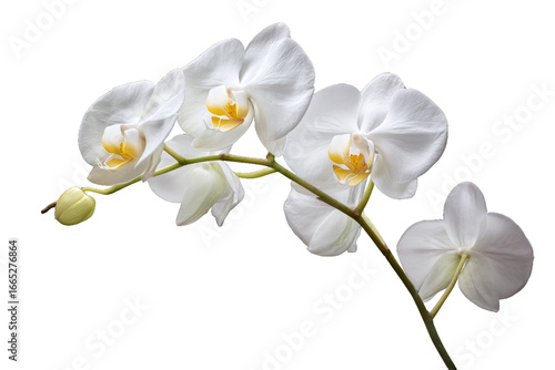 Elegant white orchid flowers and bud on stem, isolated on white transparent background