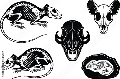 Detailed skeleton and skull set of rodents and other small mammals for design projects
