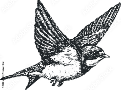 Detailed Pen and Ink Drawing of a Swallow in Mid-Flight